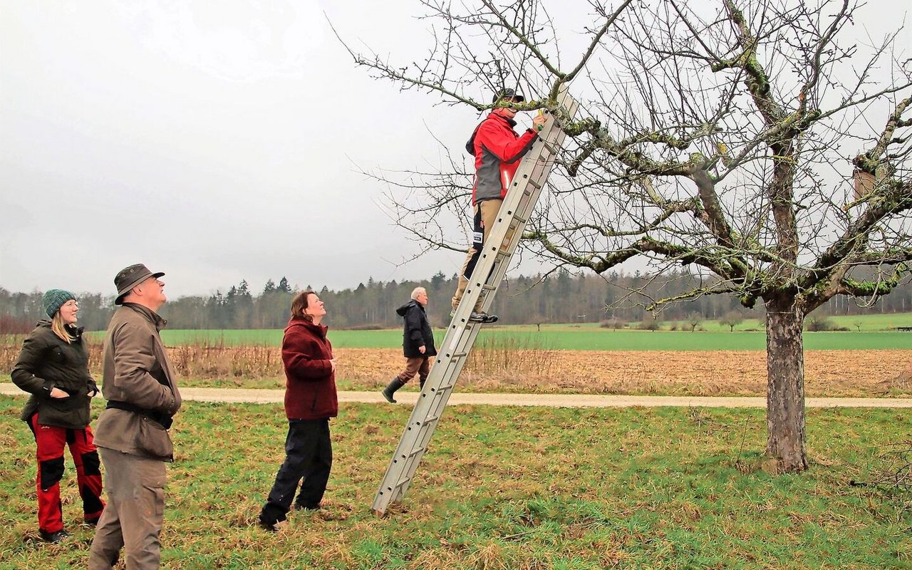 Stossen auf grosses Interesse: Der Regionale Naturpark Schaffhausen bietet auch im nächsten Jahr Schnittkurse für Hochstammbäume an. 