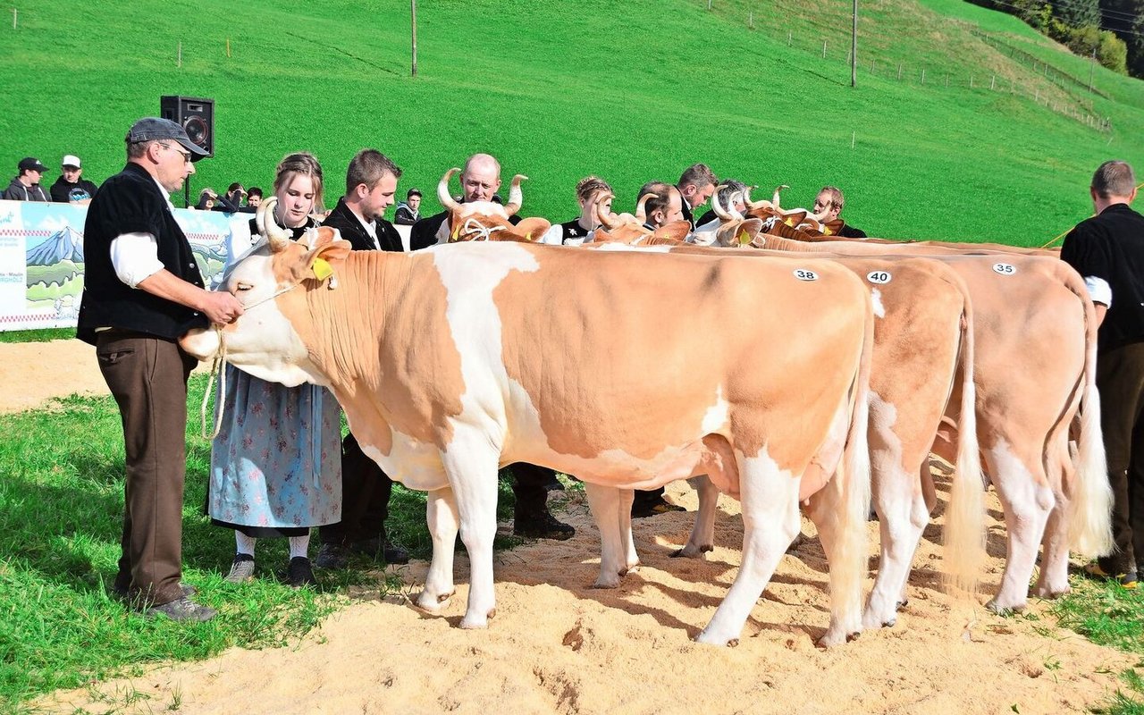 Die ältere Klasse der Simmentaler: 1. Fynn Kitta von Daniel Salzmann, Eggiwil; 2. Florin Benita von Hans Gerber, Schangnau.