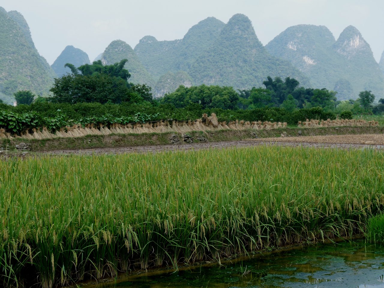 erneut-rekordgetreideernte-2014-in-china-bauernzeitung-ch-bauernzeitung