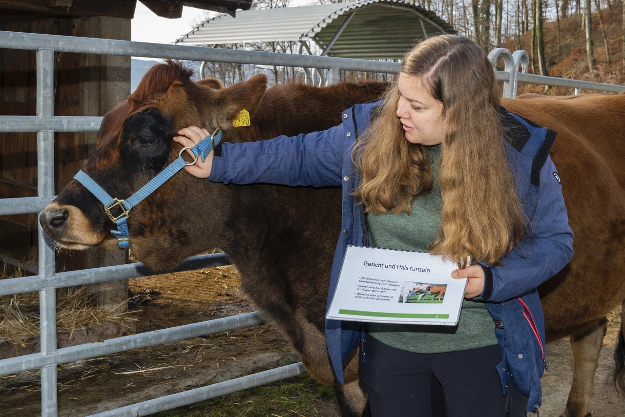 Sibylle Zwygart erklärt interressierten Kursteilnehmern an Kuh Svea, wie die Sprache der Kühe funktioniert. (Foto: Miriam Kolmann).