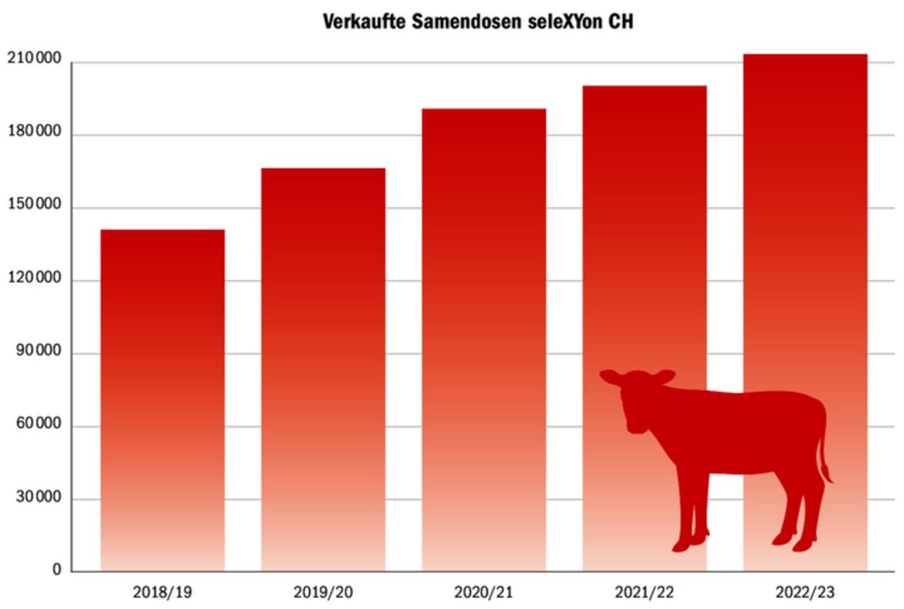 Erstmals mehr Milchkühe gesext besamt als konventionell: Im vergangenen Geschäftsjahr hat Swissgenetics 5,3 % mehr gesextes Sperma verkauft als noch im Vorjahr, insgesamt 223 600 Dosen.