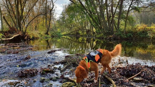 Der Nova Scotia Duck Tolling Retriever ist in Ausbildung zum erfolgreichen Rettungshund.