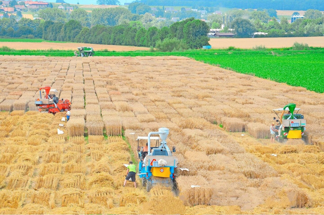 Swiss Seed, der Verband von Pflanzenzüchtern und Saatguthandel, betont auch die Wichtigkeit international einheitlicher Kategorien: Nur so könnten interessante Züchtungen aus dem Ausland hierzulande verbessert werden. 