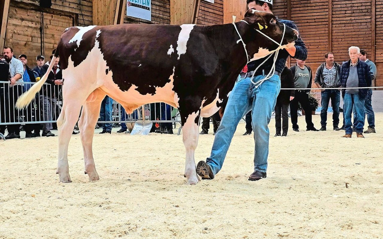 Champion Red Holstein: Derbali Apollo aus dem Natursprungstier Power Colonel von Michel Descloux.