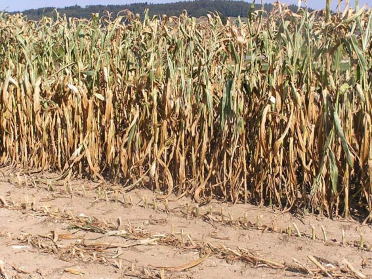 Dürre sorgt derzeit in vielen Ländern für grosse Ausfälle in der Landwirtschaft. (Bild lid)