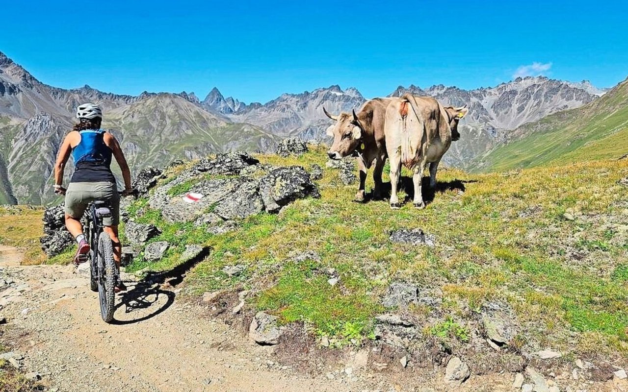 Immer mehr Mountainbikerinnen und -biker verbringen ihre Freizeit auf Trails, die über Alp- und Landwirtschaftsflächen führen. Entsprechend wichtig ist die Rücksichtnahme auf Natur und Vieh. 