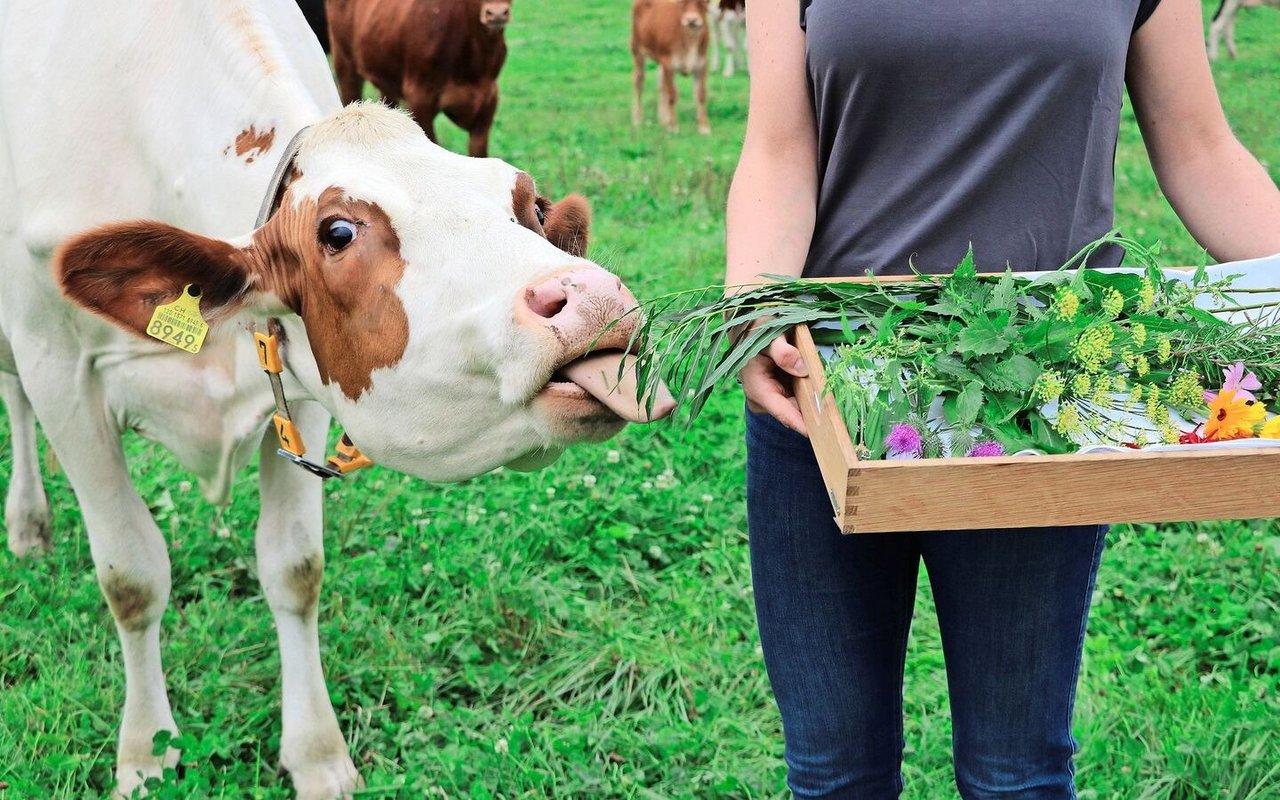 Die Dosierung in der Phytotherapie ist auch für grosse Tiere massvoll.