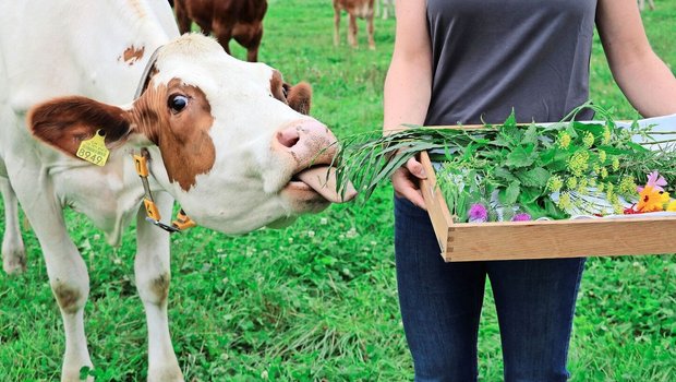 Die Dosierung in der Phytotherapie ist auch für grosse Tiere massvoll.