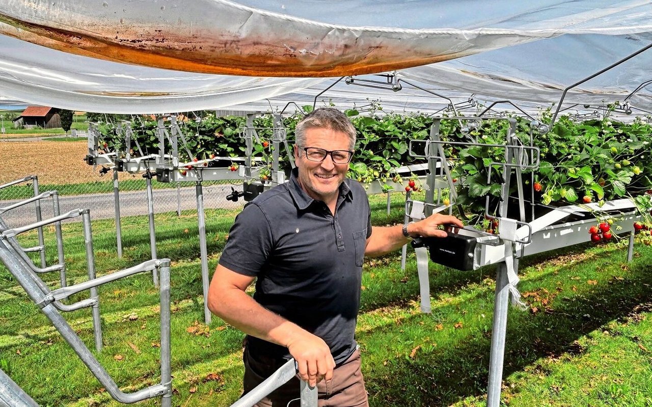 Patrick Stadler ist Betriebsleiter des Versuchsbetriebs in Güttingen. Er steht vor den Erdbeerstellagen, die mit Einzelreihenabdeckungen vor der Witterung geschützt sind.