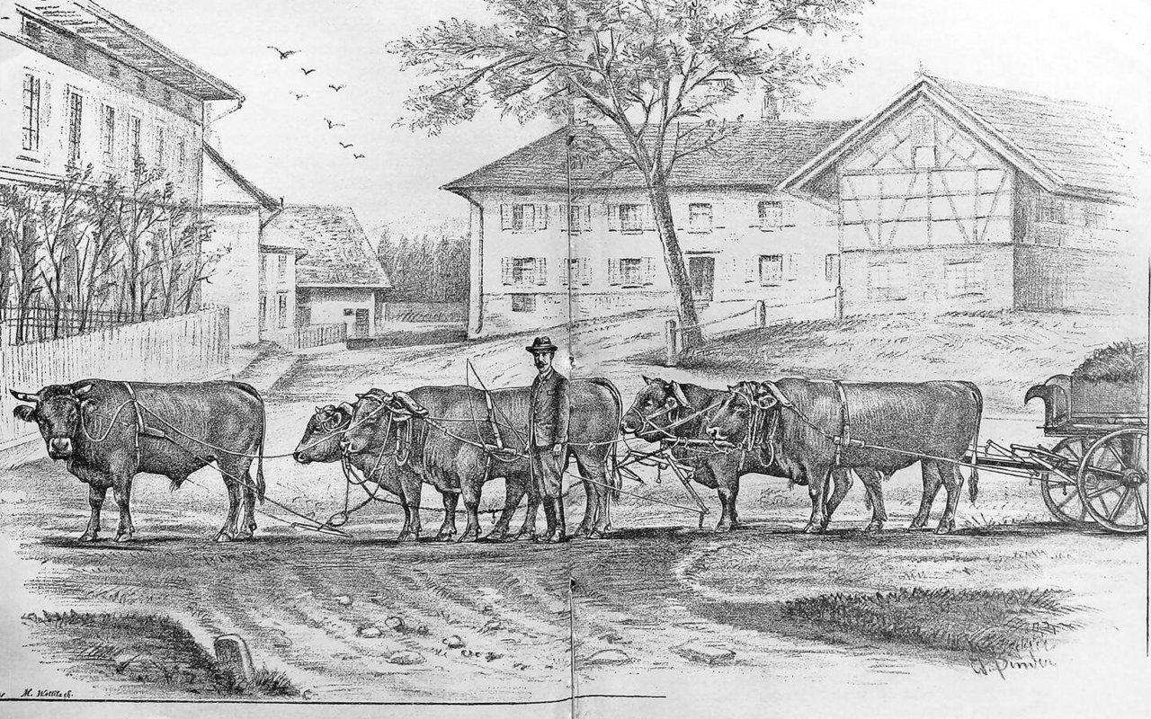 Auf dem Gutsbetrieb von Julius Maggi in Kemptthal arbeitete man am Ende des 19. Jahrhunderts zuweilen mit einem Gespann von fünf Zuchtstieren. 