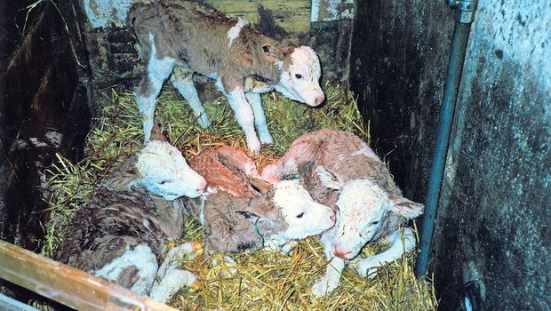 Die vier Kälber – ein Stierkalb und drei Kuhkälber – waren eine Sensation.