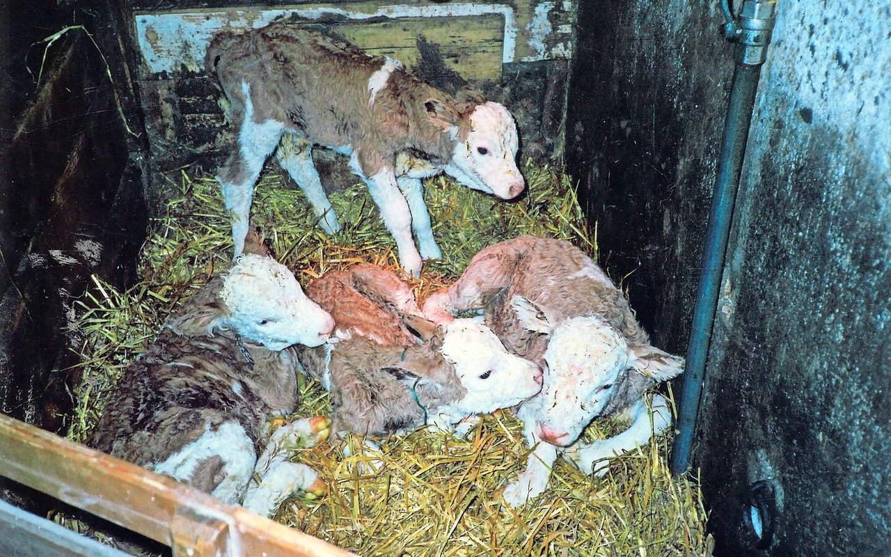 Die vier Kälber – ein Stierkalb und drei Kuhkälber – waren eine Sensation.