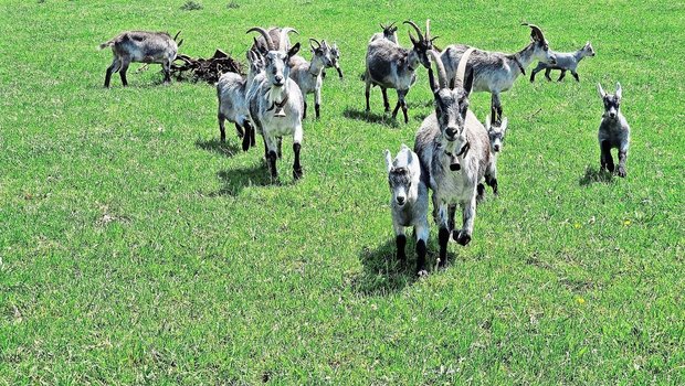 Resistenzen gegen Entwurmungsmittel sind eine zunehmende Problematik der Tierhaltung. Gerade Ziegen reagieren aber sehr sensibel auf Wurmbefall. Es gibt wirksame Alternativen. 