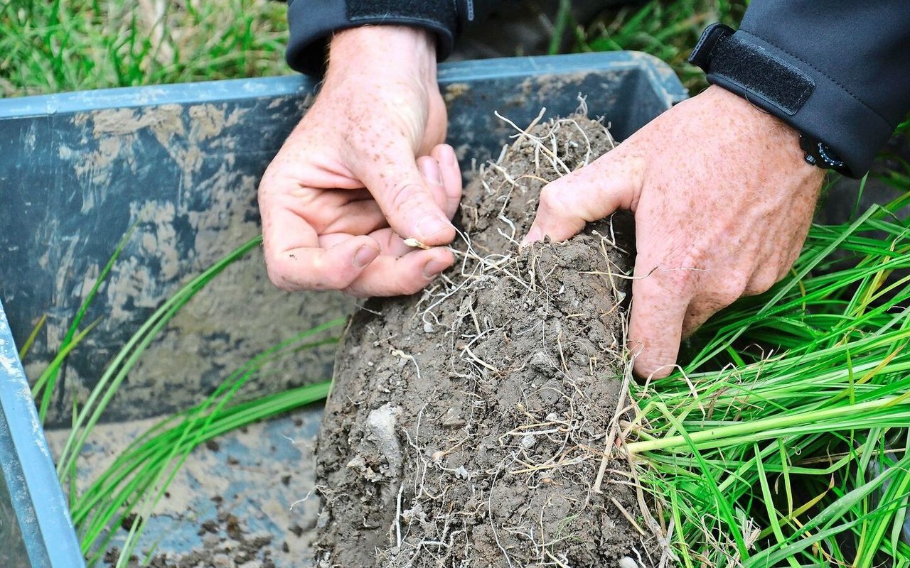 In Frühlings- und Gemüsekulturen ist Erdmandelgras sehr konkurrenzstark. Kleine Nester und Erstbefälle bleiben oft unerkannt – fatalerweise, denn die Erdmandeln (siehe Bild) sind allzu schnell verschleppt.