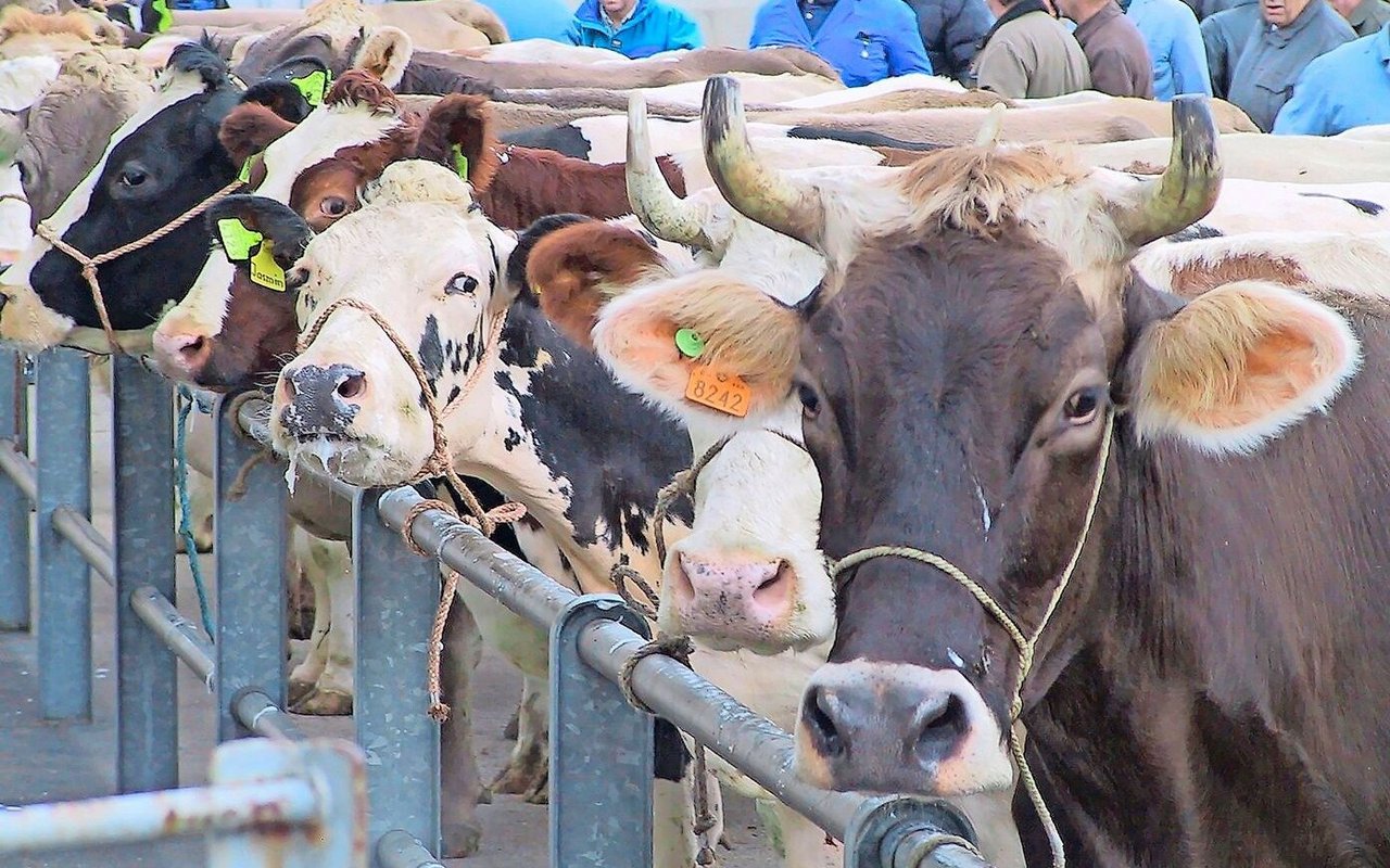 Die Viehwirtschaft ist ins Visier der Spar-Experten geraten.