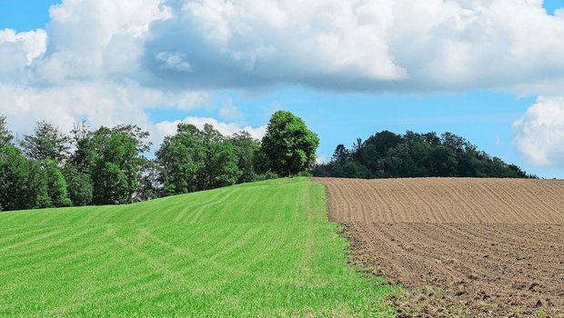 Weide oder Acker? Während der beiden Weltkriege konnte man sich tierische Lebensmittel weniger leisten bzw. wurde der Pflanzenbau mit dem Ziel einer besseren Inlandversorgung forciert.