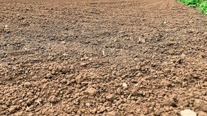 Die Bodenbearbeitung Die Bodenbearbeitung bringt organisches Material und Bodentiere an die Oberfläche. Das kann Krähen anlocken, weshalb zu ein paar Tagen Wartezeit bis zur Saat geraten wird.