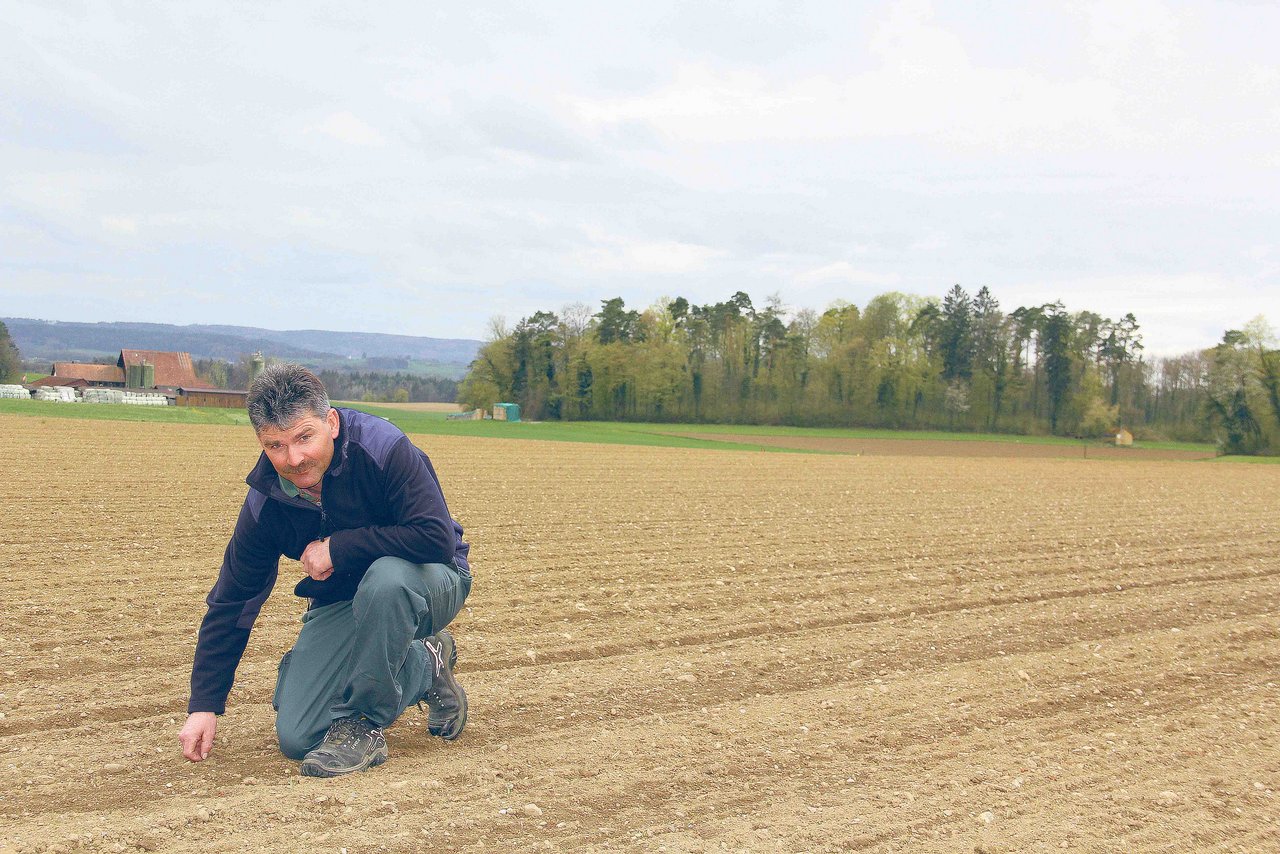 Urs Denzler Anfang April auf seinem Rübenacker in Truttikon. Für ihn ist die Rübe eine Pflanze, die mit ihrer hohen Ertragsleistung gut ins Klima des Mittellands passt. (Bild Christian Weber)