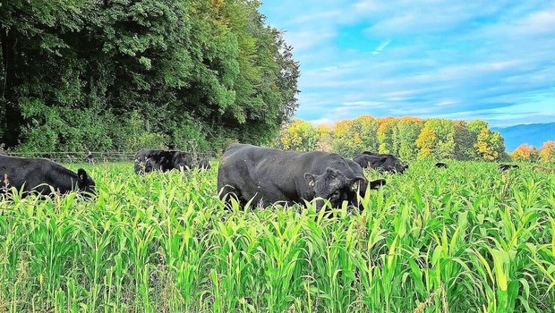 Die Original-Aberdeen-Angus-Mutterkühe der Stone Ranch verbringen den ganzen Sommer draussen. Im Herbst fressen sie Zwischenfrüchte und Gründüngungen, was die Weidesaison verlängert. 