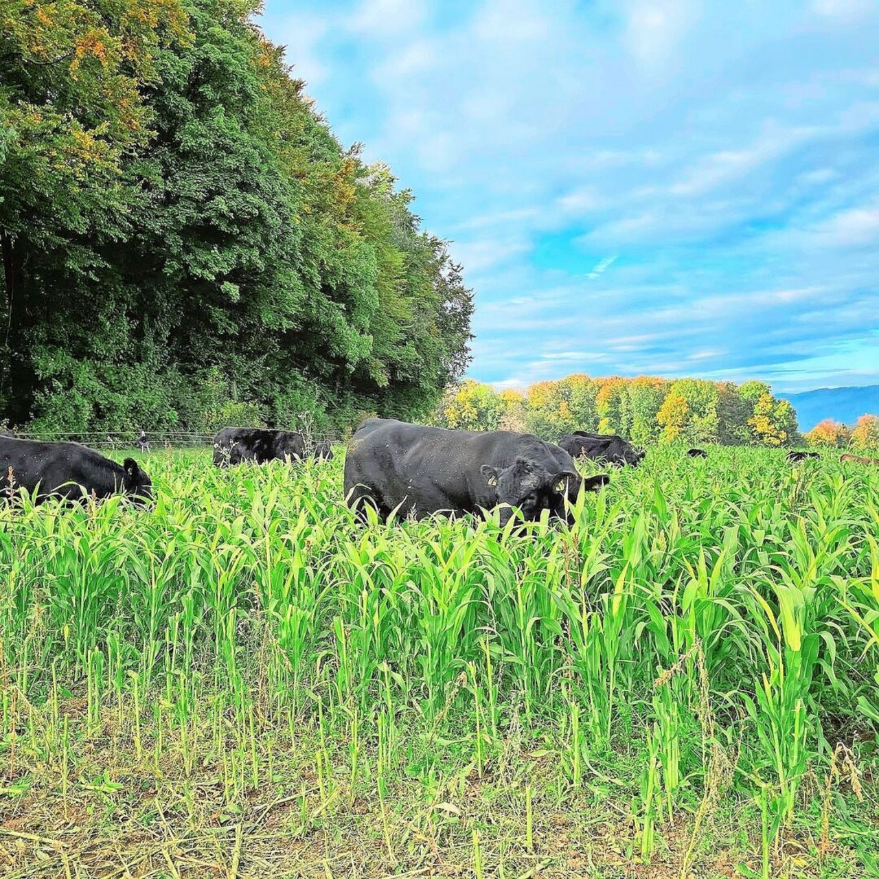 Die Original-Aberdeen-Angus-Mutterkühe der Stone Ranch verbringen den ganzen Sommer draussen. Im Herbst fressen sie Zwischenfrüchte und Gründüngungen, was die Weidesaison verlängert. 