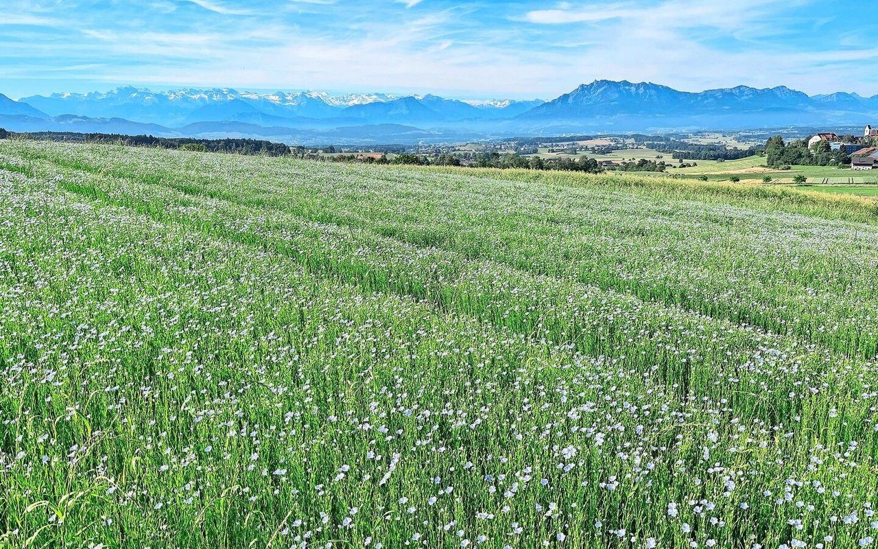 Leuchtend blau präsentierte sich das Ölleinen-Feld im Juni auf dem Gutsbetrieb des BBZN Hohenrain.