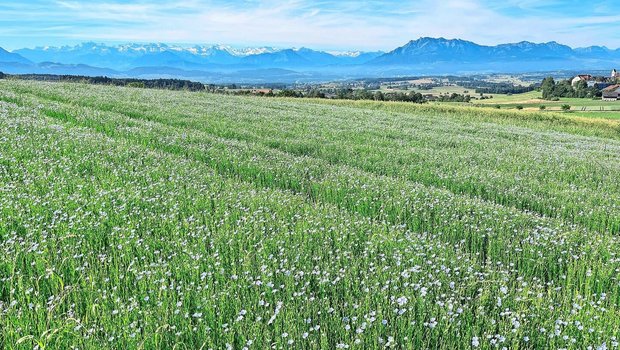 Leuchtend blau präsentierte sich das Ölleinen-Feld im Juni auf dem Gutsbetrieb des BBZN Hohenrain.