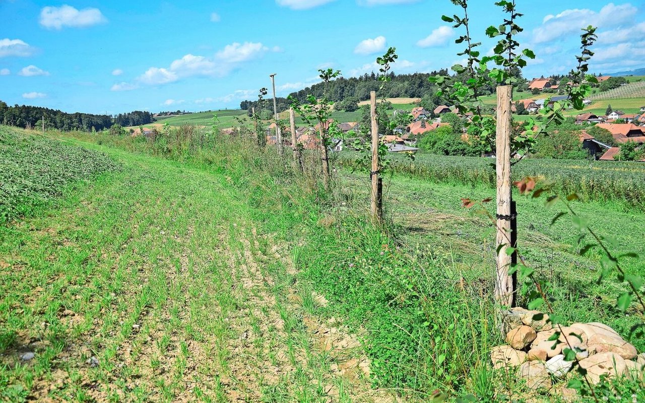 Auf den Dämmen der Keylines sind Bäume gepflanzt. Sie nehmen das Regenwasser auf und sorgen für ein feuchteres, kühleres Mikroklima.