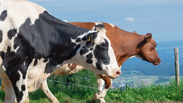 Zahlenmässig ist die Red-Holstein-Kuh gegenüber ihrer schwarzen Kollegin noch im Vorsprung, aber dieser wird von Jahr zu Jahr kleiner. (Bild Hansjürg Jäger)