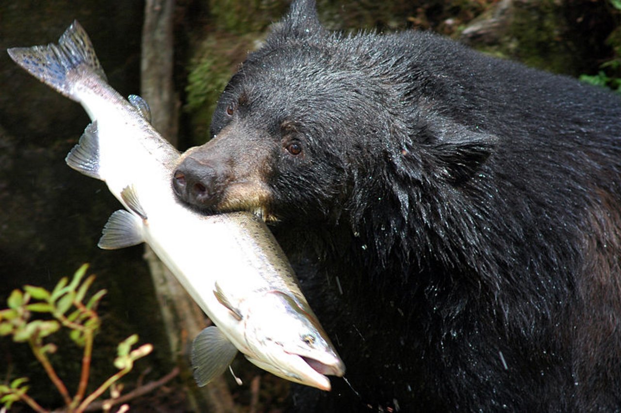 Bären essen gerne Fisch, wie der Schwarzbär auf dem Bild zeigt. (Bild Unknown)