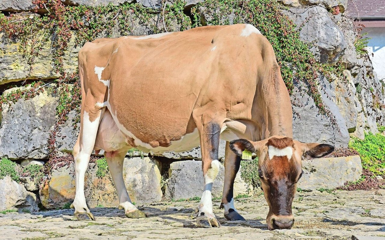 Eine kleine Kuh ganz gross: die effiziente Jersey-Kuh India von Christophe Rohrbach aus Mont-Crosin BE.