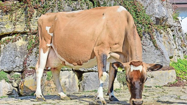 Eine kleine Kuh ganz gross: die effiziente Jersey-Kuh India von Christophe Rohrbach aus Mont-Crosin BE.