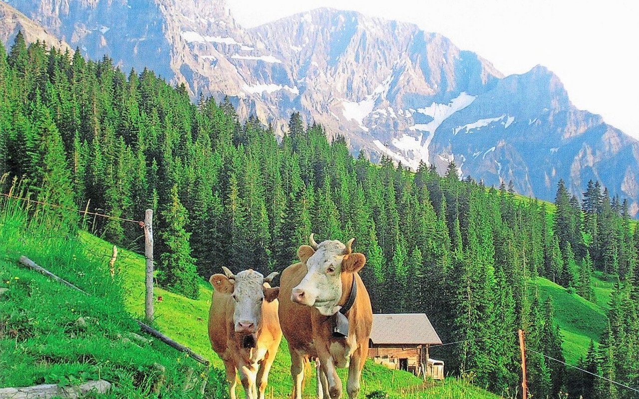 Auf dem Betrieb geniessen die Tiere ein einzigartiges Panorama.