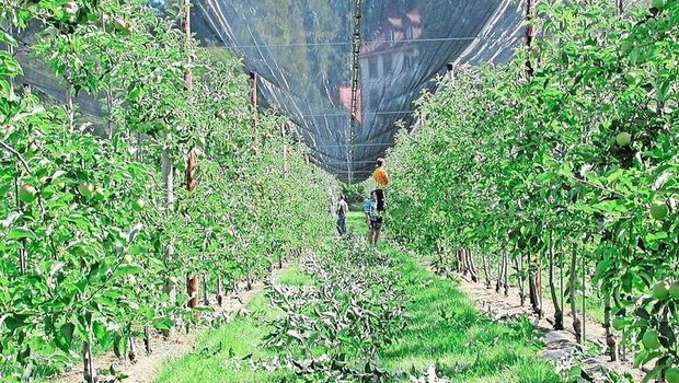 Auslichtungsschnitte im Spätsommer wirken sich positiv auf die Fruchtausfärbung aus. Aber man kann auch vieles falsch machen.