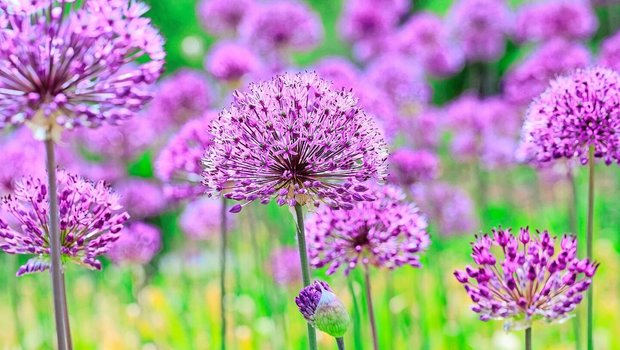 Der Kugel-Lauch (Allium aflatunense «Purple Sensation») blüht im Spätfrühling und lockt Wild- und Honigbienen an. Nach der Blüte sind auch die Samenstände attraktiv. 