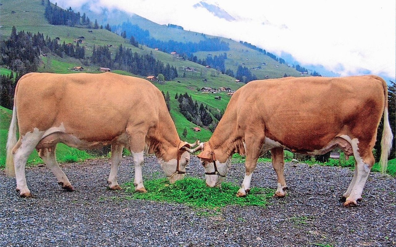 Lorenz Pia (l.) und Farmer Pamela, die je eine Zuchtfamilie mit 91 respektive 87 Punkten stellen konnten.