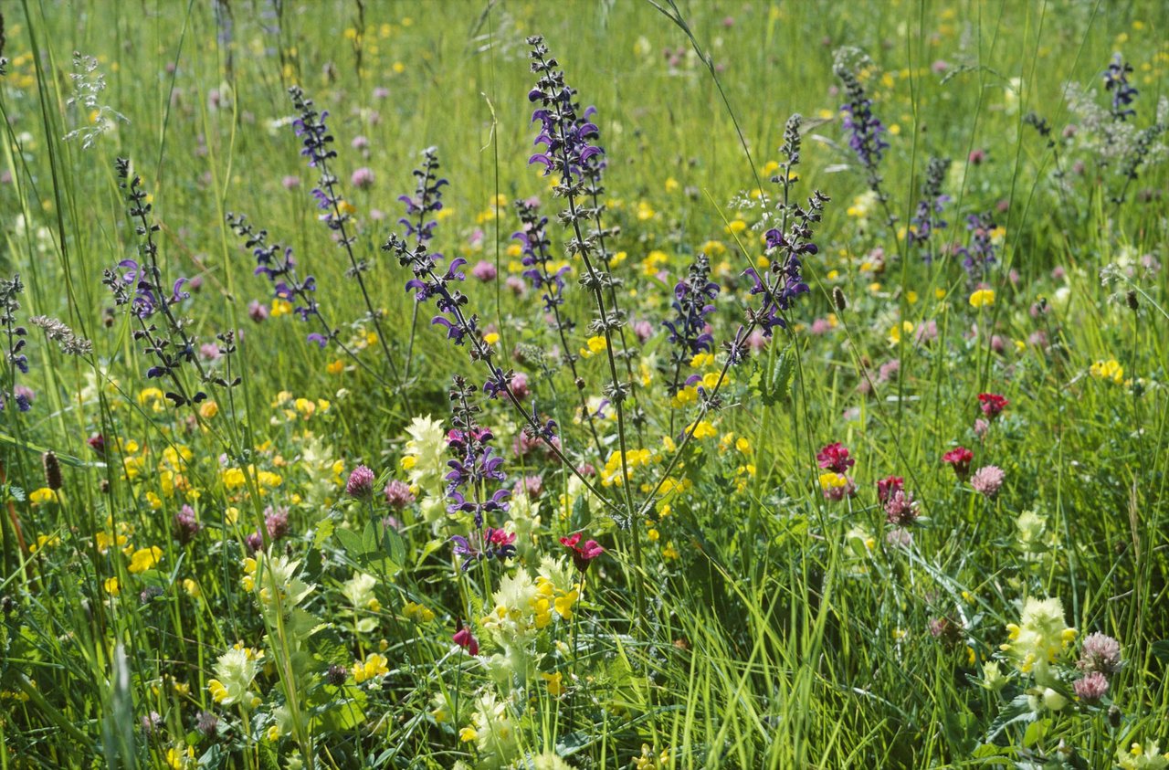 Artenreiche Wiesen sind von grosser Bedeutung - nicht nur für die Biodiversität. (Bild Albert Krebs/ETH)