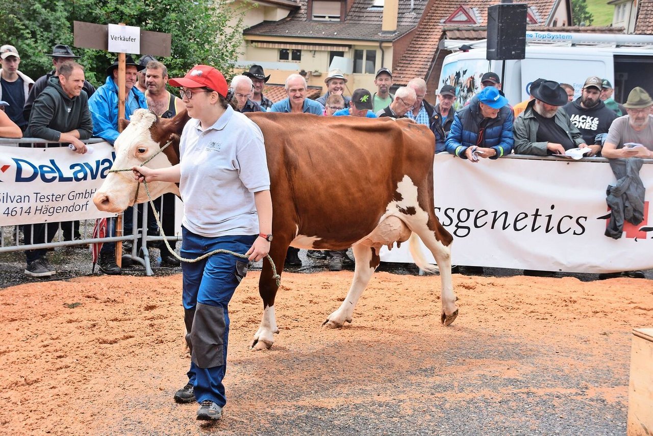 Sie stand mit 40 kg Milch auf dem Platz: Die SF-Kuh Bader’s Florino Mira ging im Ring für 3350 Franken weg. 