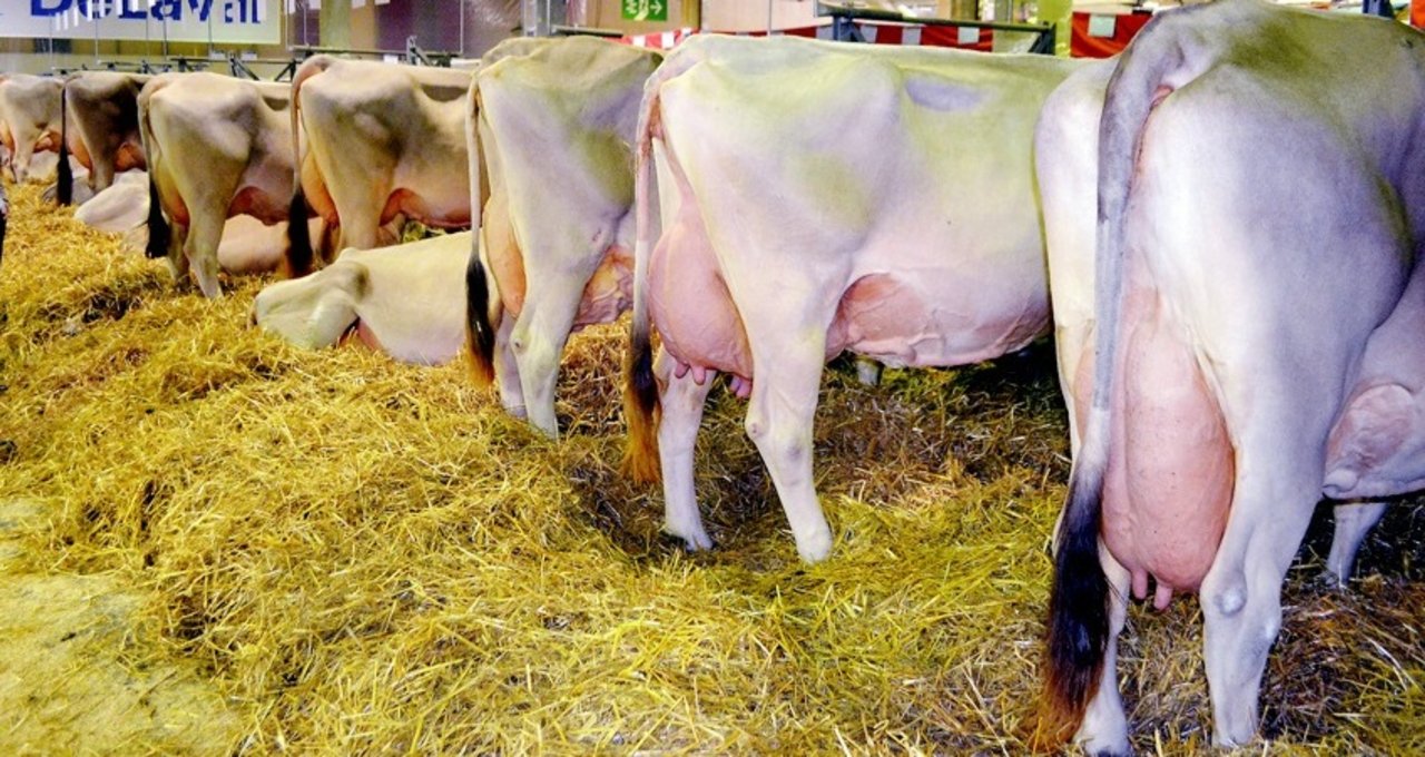 Auch dieses Jahr werden wiederum hervorragende Brown-Swiss-Kühe gezeigt. (Bild Peter Fankhauser)
