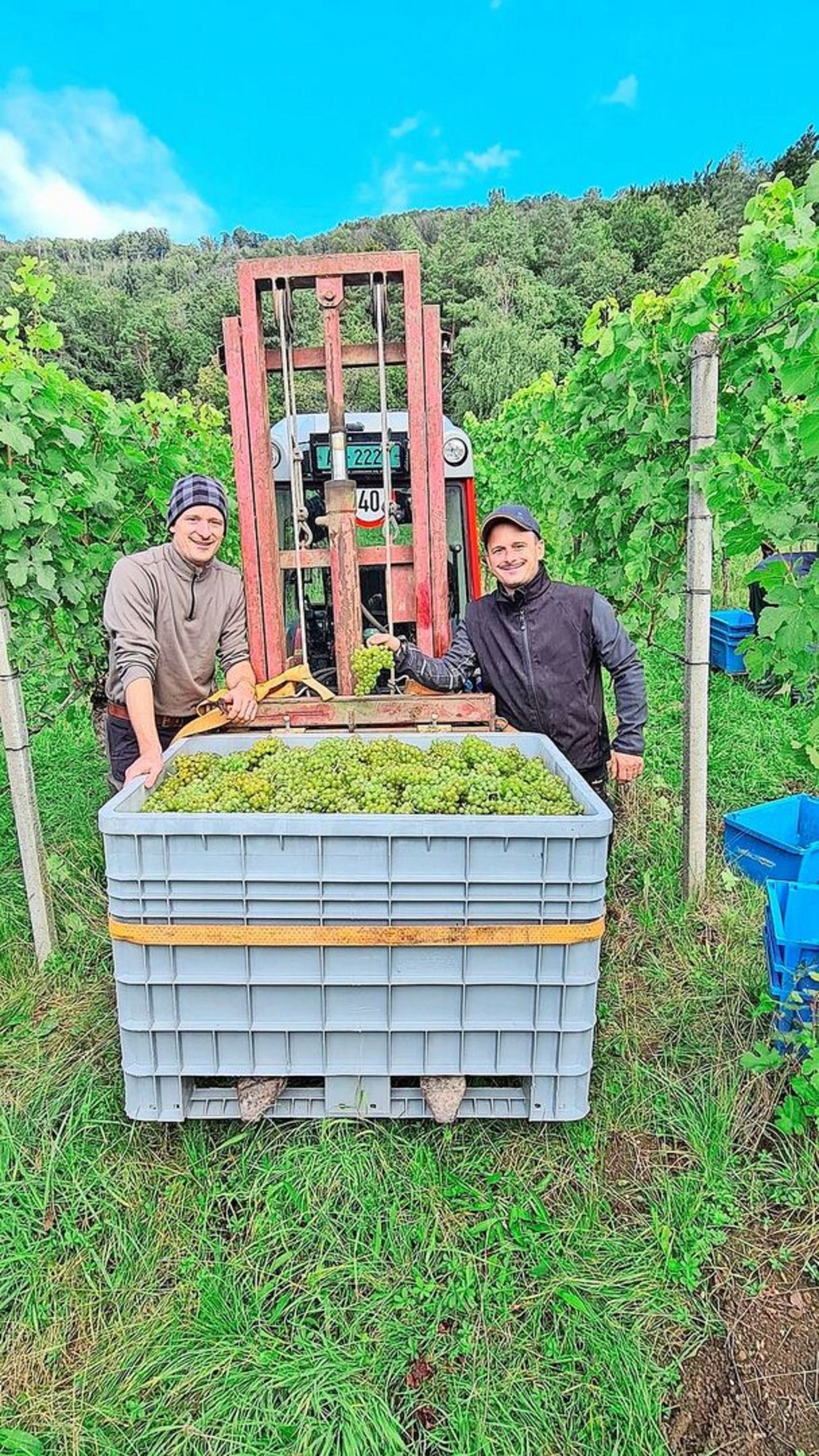 Matthias (links) und Samuel Schwarz bei der Ernte ihrer Riesling-Silvaner-Trauben. Weinbau ist viel Handarbeit.