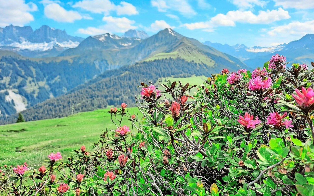 Die vielen Alpenrosen sind schön anzusehen, futterbautechnisch sind sie jedoch nichts wert.