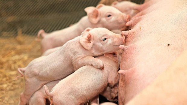 Eine ausreichende Kolostrumversorgung der Ferkel nach der Geburt spielt während der gesamten Lebzeit der Tiere eine wichtige Rolle. 