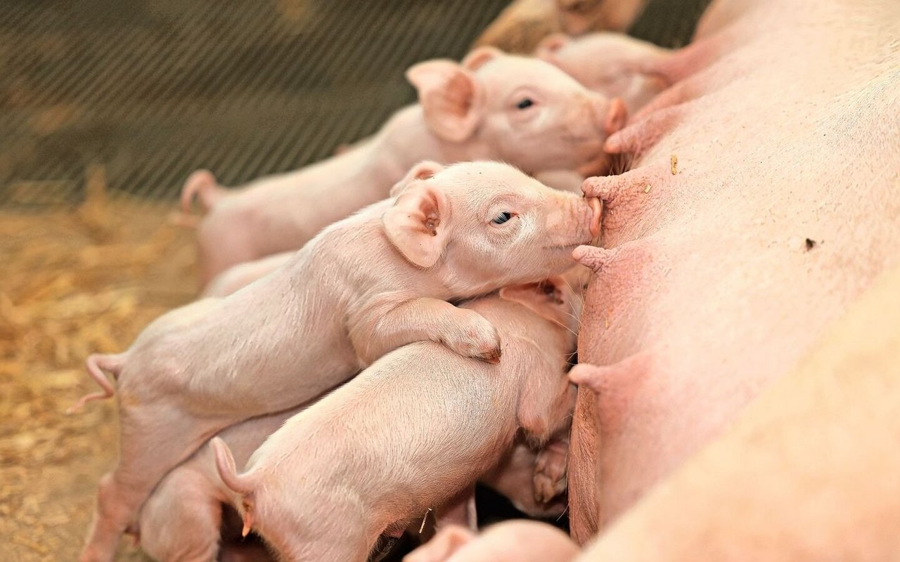 Eine ausreichende Kolostrumversorgung der Ferkel nach der Geburt spielt während der gesamten Lebzeit der Tiere eine wichtige Rolle. 