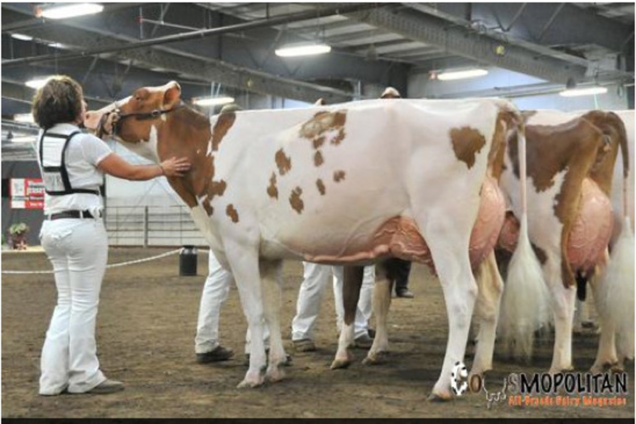 Crescentmead Swetie Reed Pie von Milksource holte bei den Red Holstein den Grand Championtitel. (Bild Cowsmopolitan)