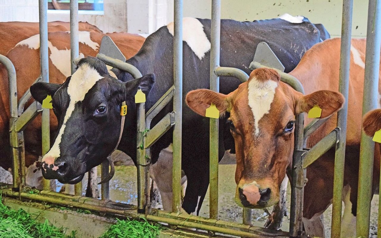 Der Biobetrieb setzt auf Rotationskreuzung. Die Kuh rechts ist eine Kreuzungskuh und hat eine Milchleistung von 8300 kg.