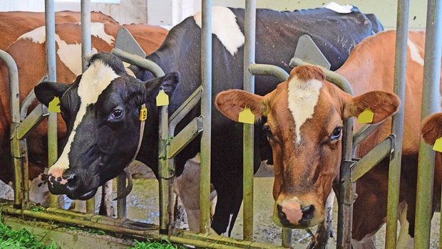 Der Biobetrieb setzt auf Rotationskreuzung. Die Kuh rechts ist eine Kreuzungskuh und hat eine Milchleistung von 8300 kg.