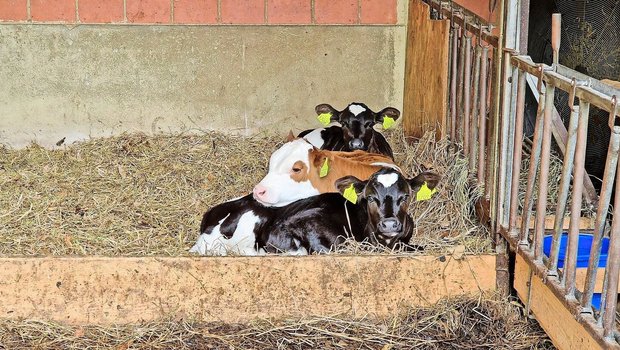 Es ist wieder so weit: Tränkekälber aus Milchrassen sind nicht mehr gefragt. Unter anderem sind fehlende Mastplätze ein Grund. 