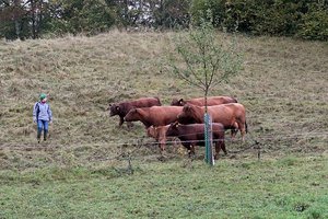 Diese Tiere versuchten im Galopp, zu den anderen aufzuschliessen – ohne Erfolg. Bild: Pia Neuenschwander