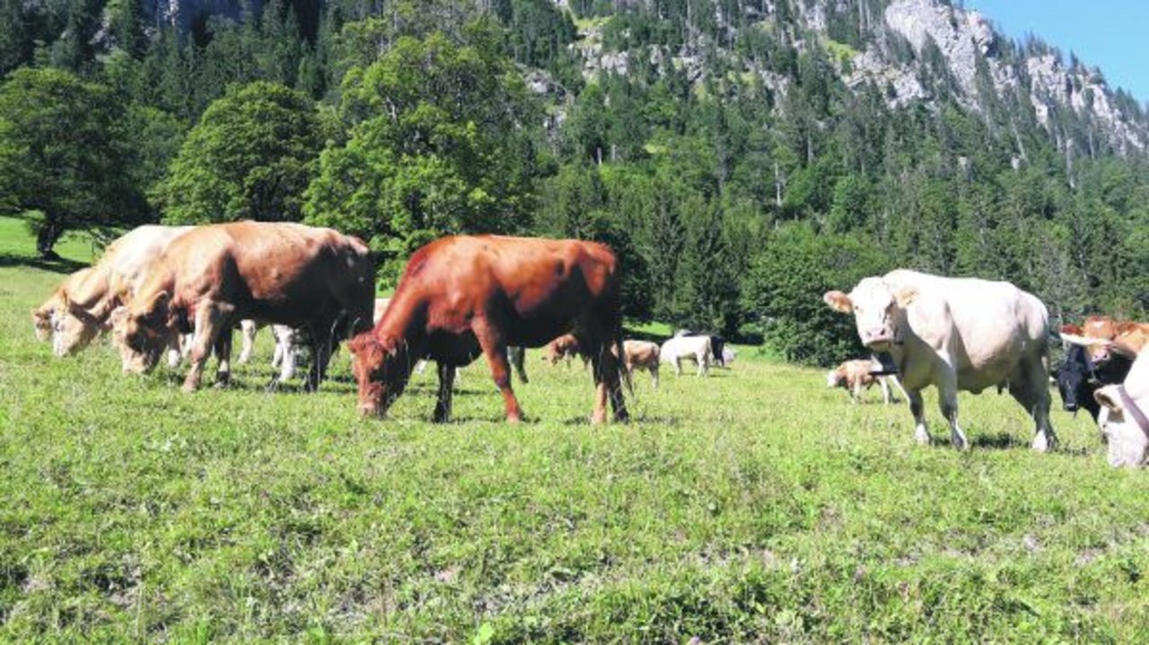 Viel Aufwand, wenig Nutzen: Welche Tiere geniessen wann und wo ihren Auslauf? Gerade in der Tierhaltung ist der Vollzugsaufwand riesig, der Nutzen fraglich und Papier wie immer geduldig. Der Kanton Bern sieht die Grenzen der Agrarpolitik erreicht. (Bild Daniela Joder)