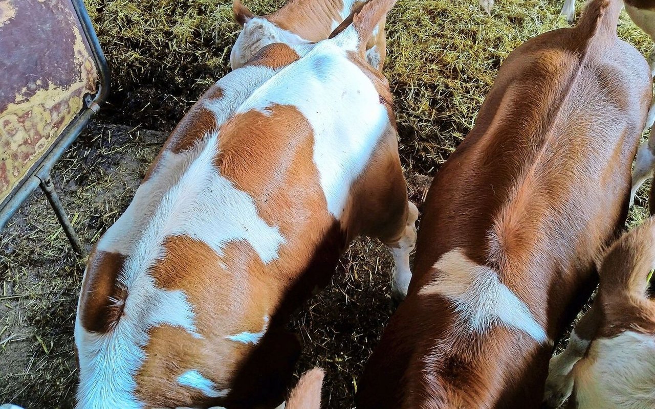 Diese Kälber haben ein gesundes Haarkleid: Es ist glatt anliegend und hat einen natürlichen Glanz.