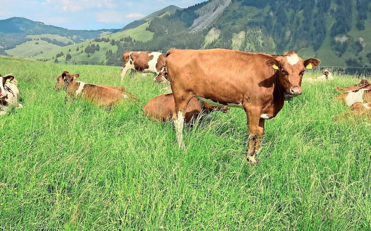 Auf Alpen sind Apenninschwingel verbreitet. Ihre Hybridformen sind üppiger als beide Elternarten (Raigras und Wiesenschwingel).